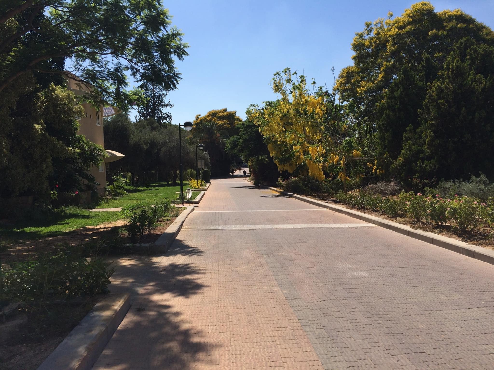 Sidewalk and trees in Kibbutz Beeri