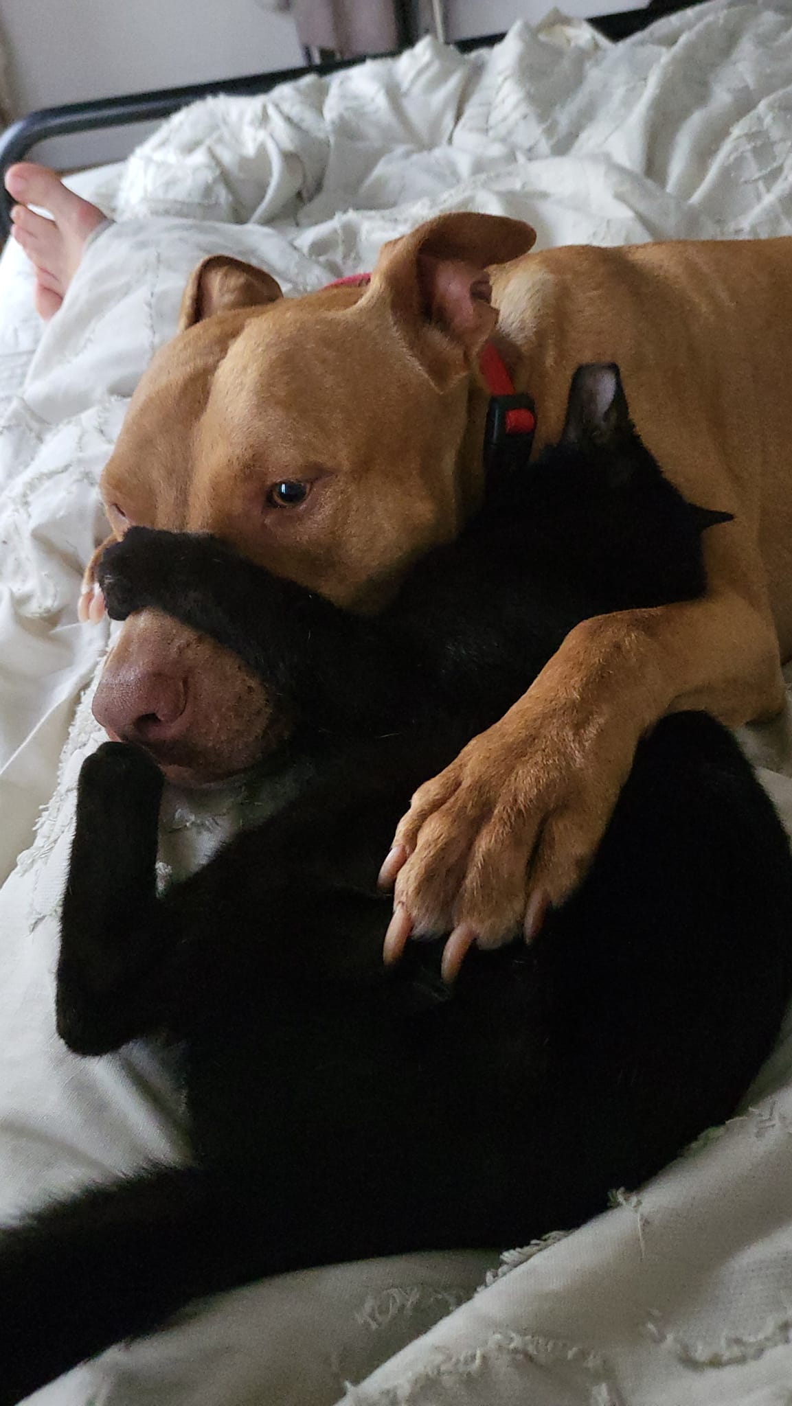 Oshra B.'s dog Hugo curled up with her cat ‘Hatul’